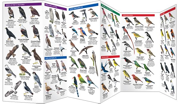 East Africa Birds: A Folding Pocket Guide to Familiar Species in Kenya, Tanzania &amp; Uganda (Wildlife and Nature Identification)