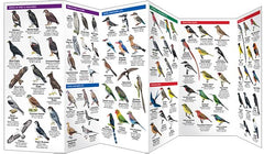 East Africa Birds: A Folding Pocket Guide to Familiar Species in Kenya, Tanzania &amp; Uganda (Wildlife and Nature Identification)