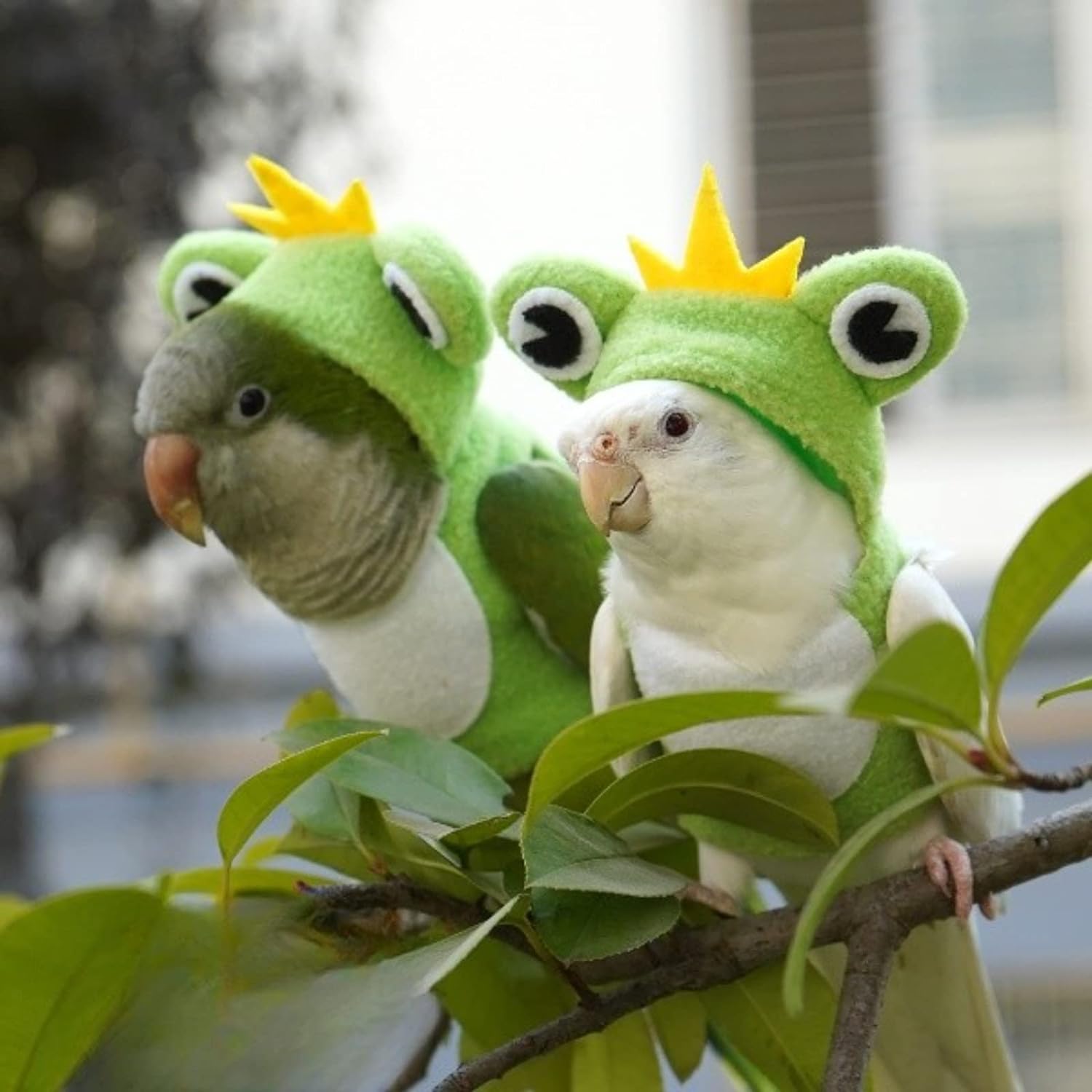 YANQIN Bird Costume Diaper Flight Suit Bee Shape Hoodie Clothes Cosplay Photo Prop for Parrots Parakeet Cockatiel Sun Conure, Small Animals Apparel (Bee with Diaper, Medium), Green (BPF1)