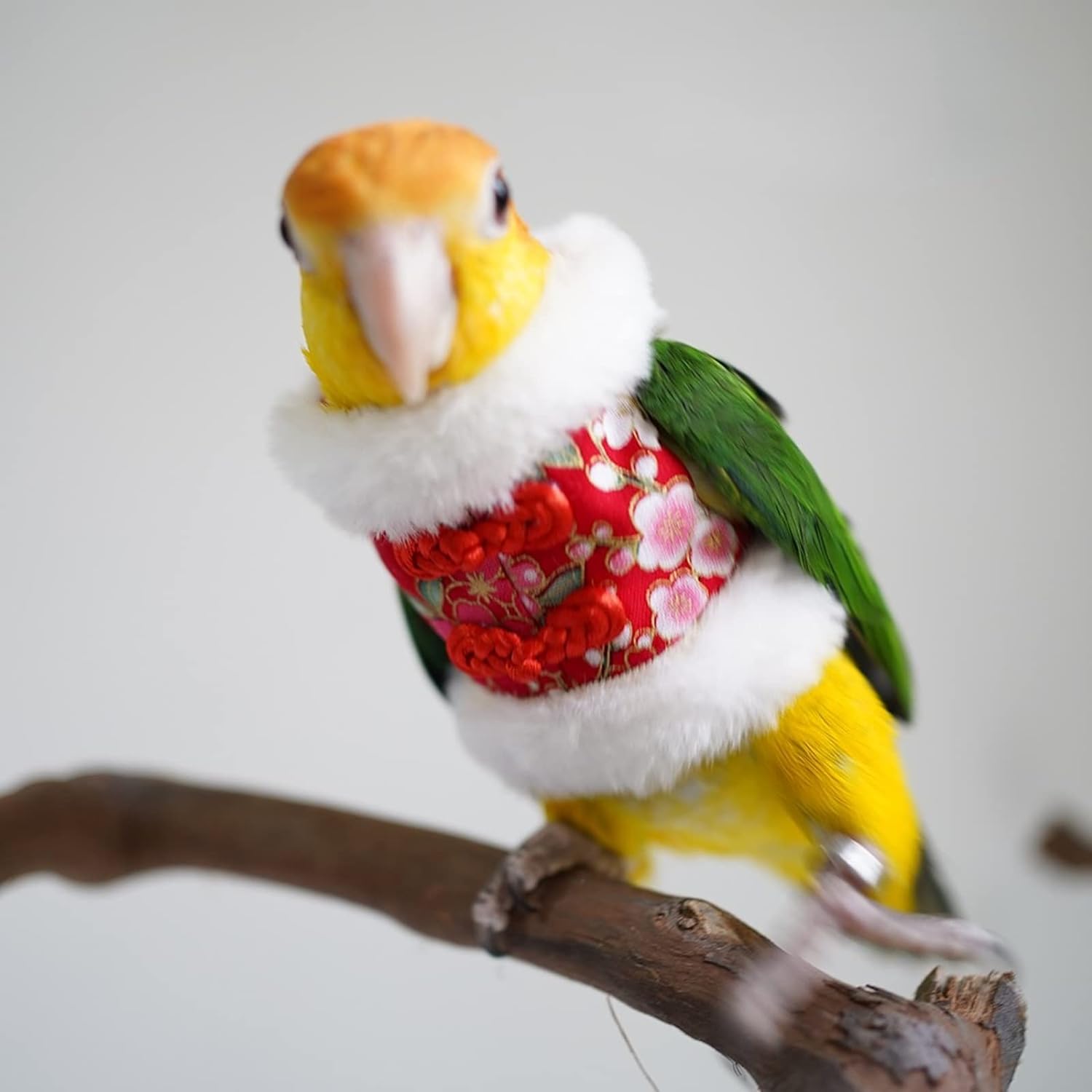 YANQIN Bird Costume Diaper Flight Suit Bee Shape Hoodie Clothes Cosplay Photo Prop for Parrots Parakeet Cockatiel Sun Conure, Small Animals Apparel (Bee with Diaper, Medium), Green (BPF1)