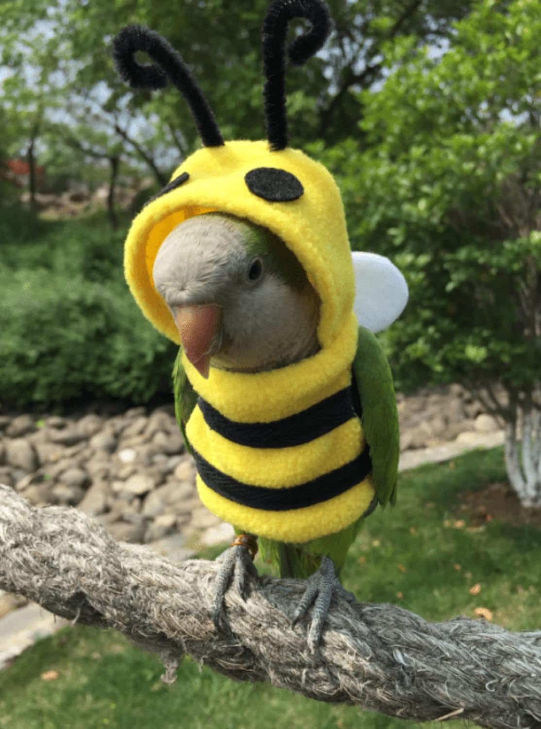 YANQIN Bird Costume Diaper Flight Suit Bee Shape Hoodie Clothes Cosplay Photo Prop for Parrots Parakeet Cockatiel Sun Conure, Small Animals Apparel (Bee with Diaper, Medium), Green (BPF1)