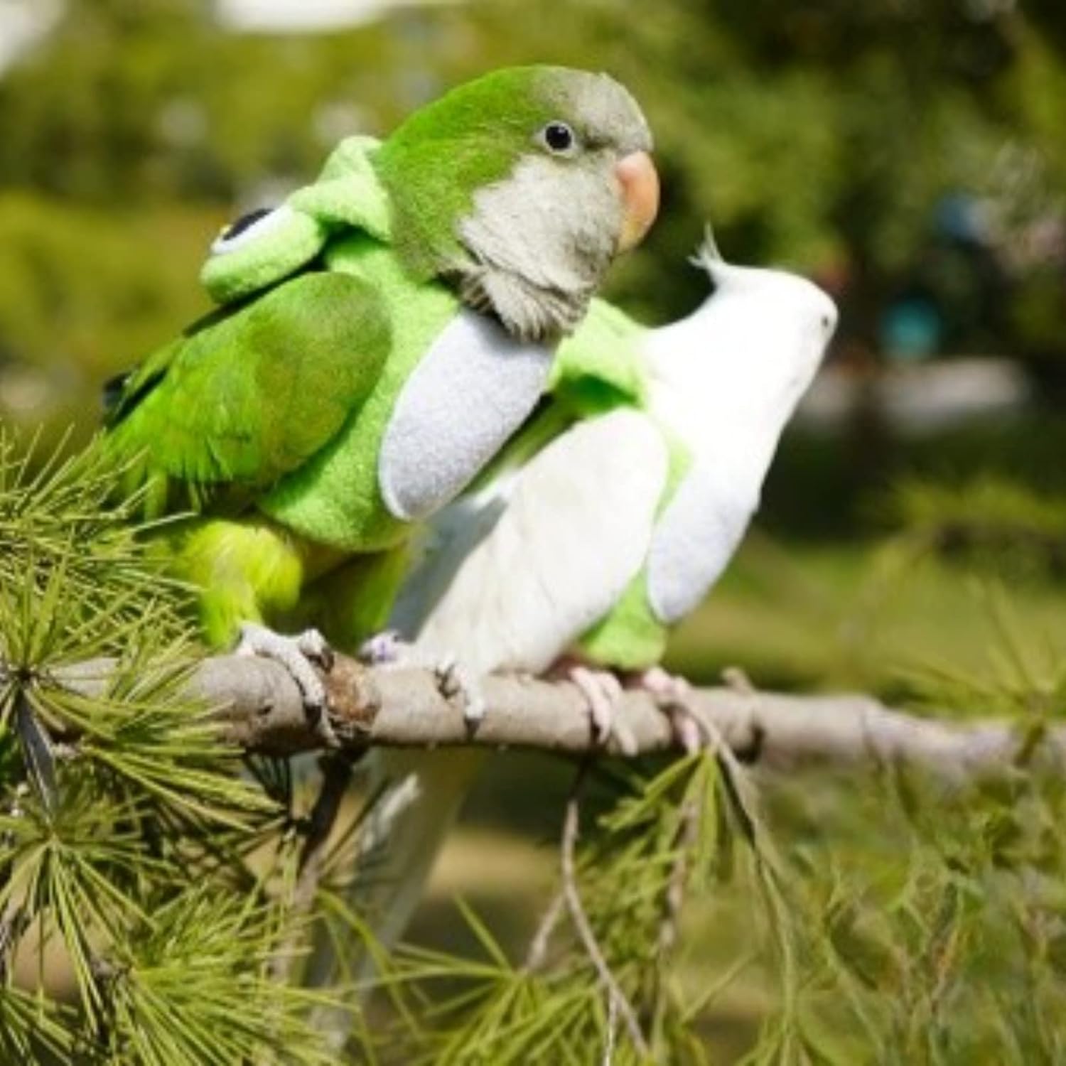 YANQIN Disfraz de pájaro, pañal, traje de vuelo, forma de abeja, sudadera con capucha, ropa para cosplay, foto para loros, periquitos, cacatúas, sol, ropa para animales pequeños (abeja con pañal, mediano), verde (BPF1) 