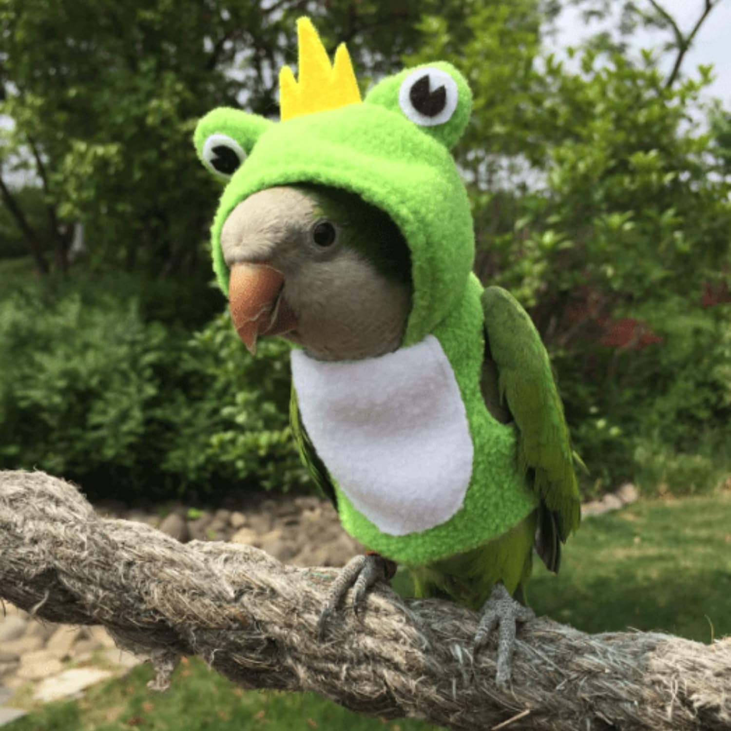 YANQIN Bird Costume Diaper Flight Suit Bee Shape Hoodie Clothes Cosplay Photo Prop for Parrots Parakeet Cockatiel Sun Conure, Small Animals Apparel (Bee with Diaper, Medium), Green (BPF1)