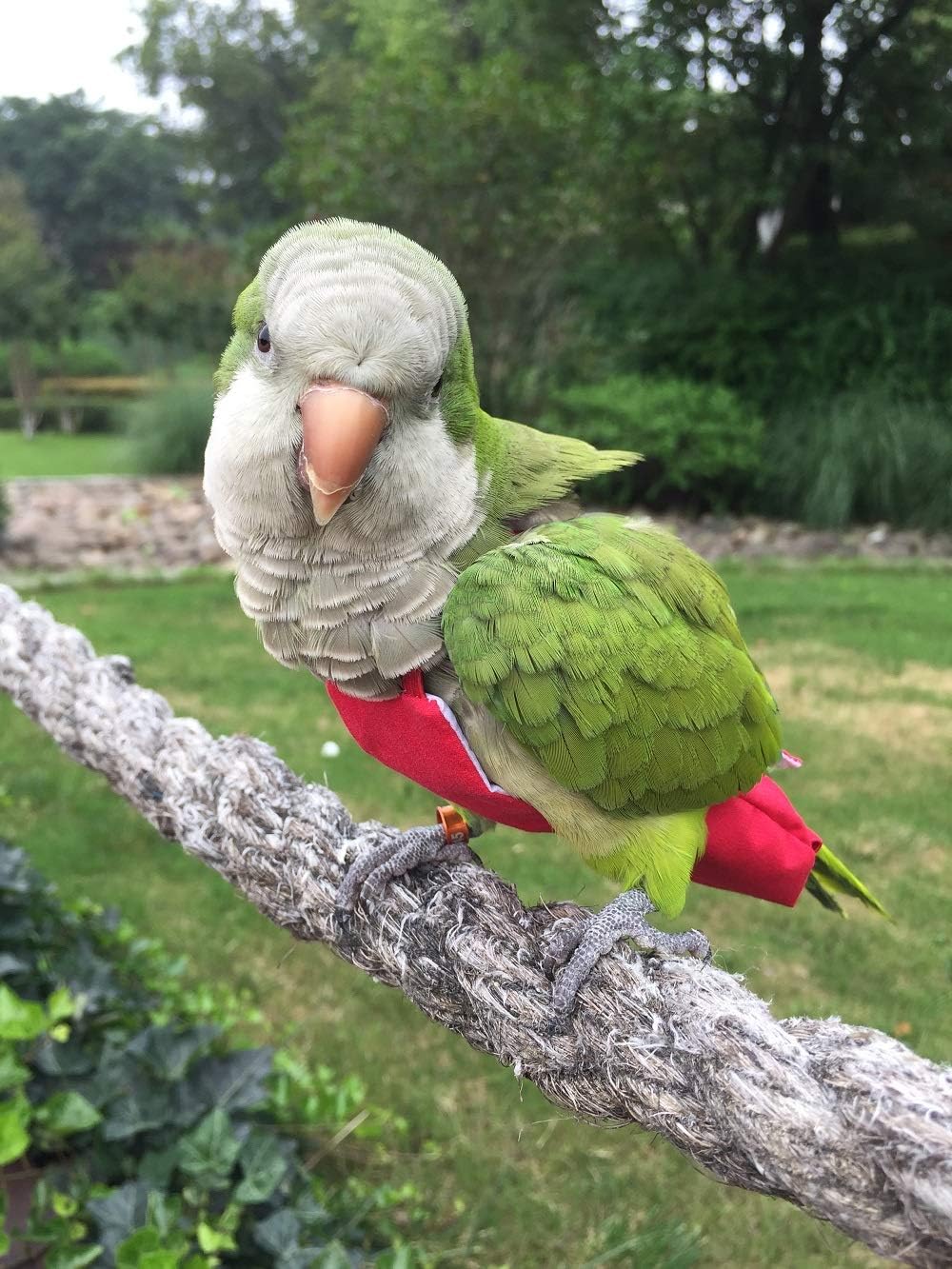 HEZHUO Pañal para loros, traje de vuelo para pájaros, ropa para pájaros, forro impermeable, suministros para pájaros para mascotas (5XL, rojo) 