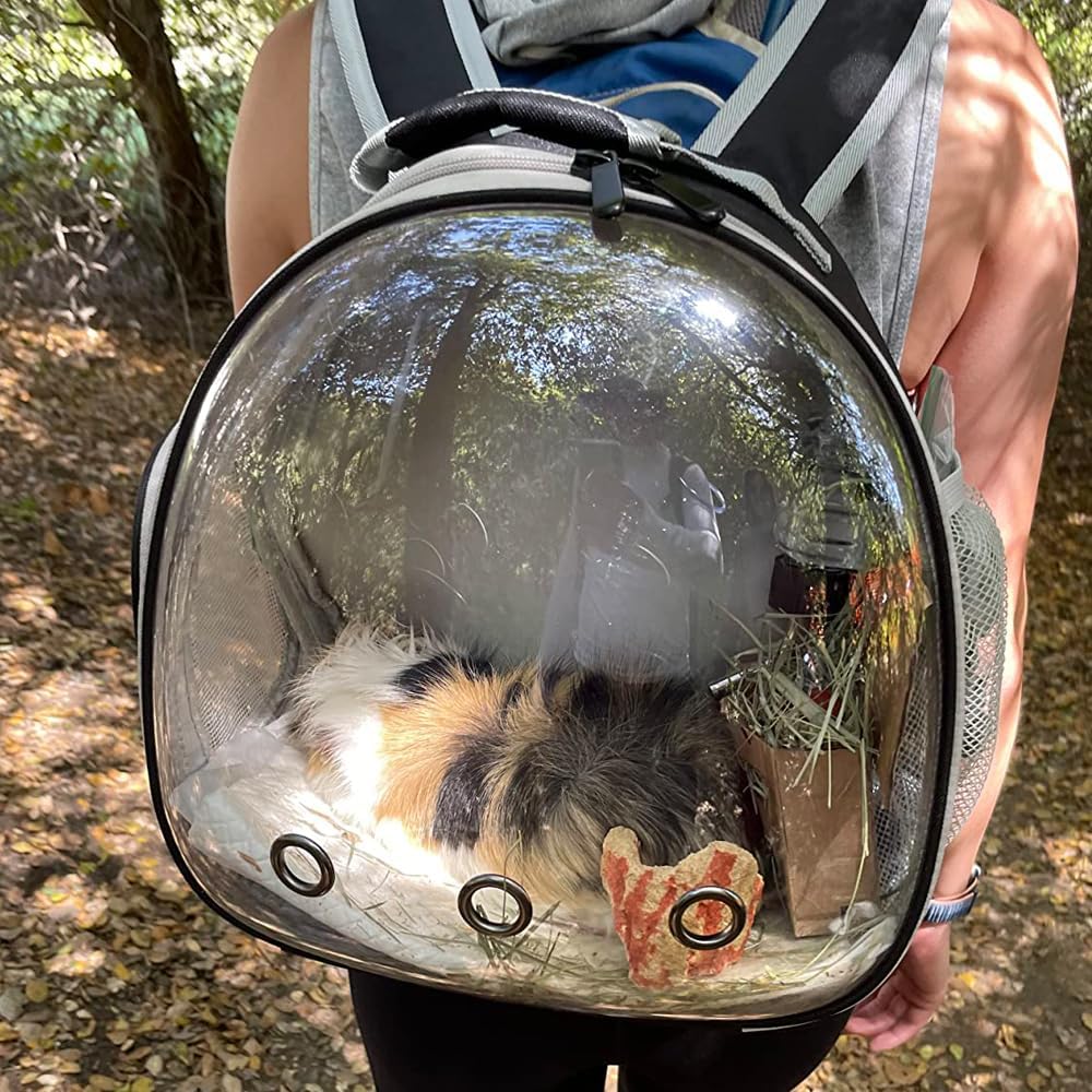 Portador de ventilación para dragón barbudo,portador de conejillo de indias,portador de conejillo de indias para 2,portador de viaje de reptiles para lagartos planeador de azúcar erizo rata loro pájaros,aprobado por aerolínea negro 