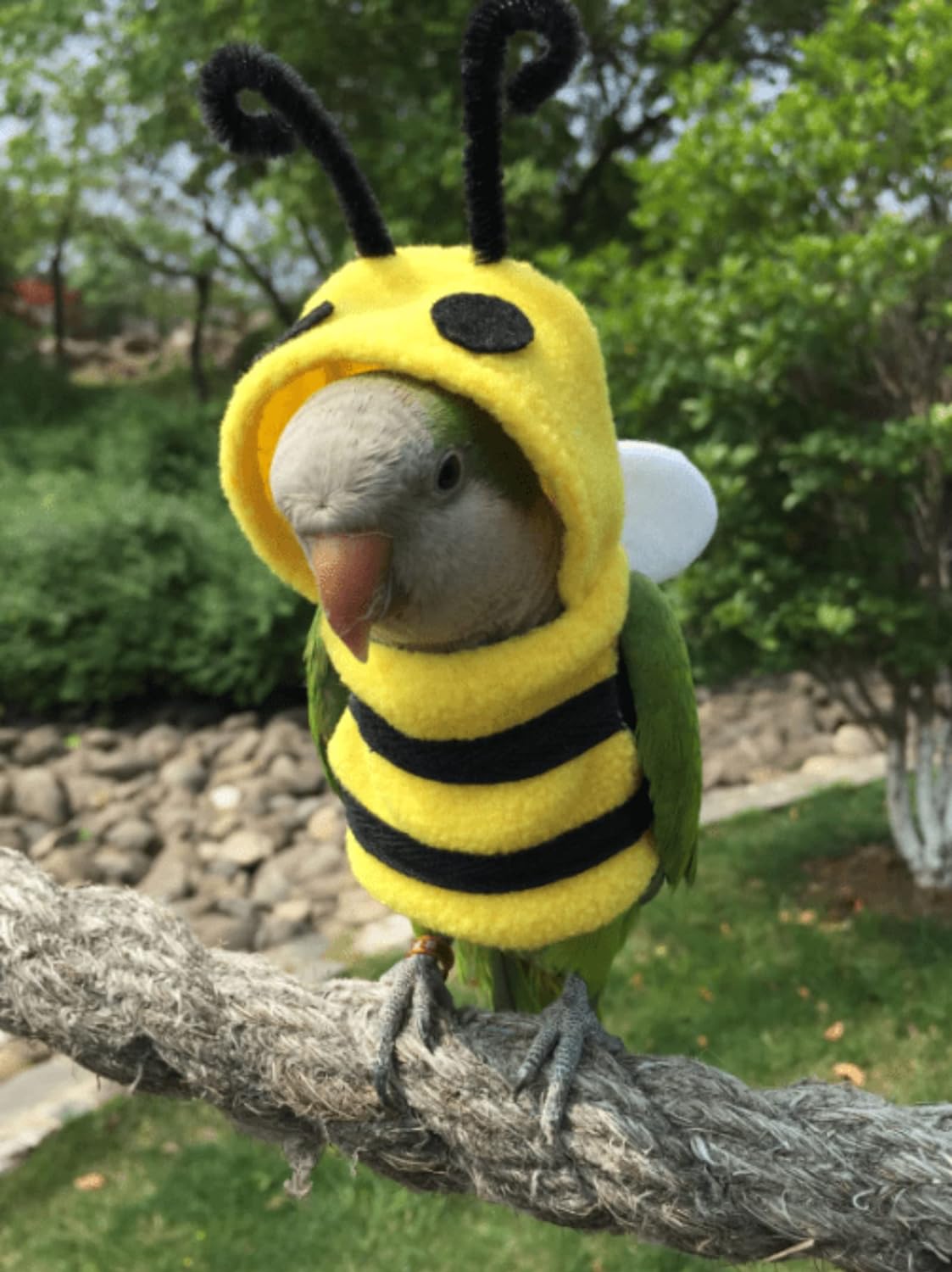 YANQIN Disfraz de pájaro, pañal, traje de vuelo, forma de abeja, sudadera con capucha, ropa para cosplay, foto para loros, periquitos, cacatúas, sol, ropa para animales pequeños (abeja con pañal, mediano), verde (BPF1) 