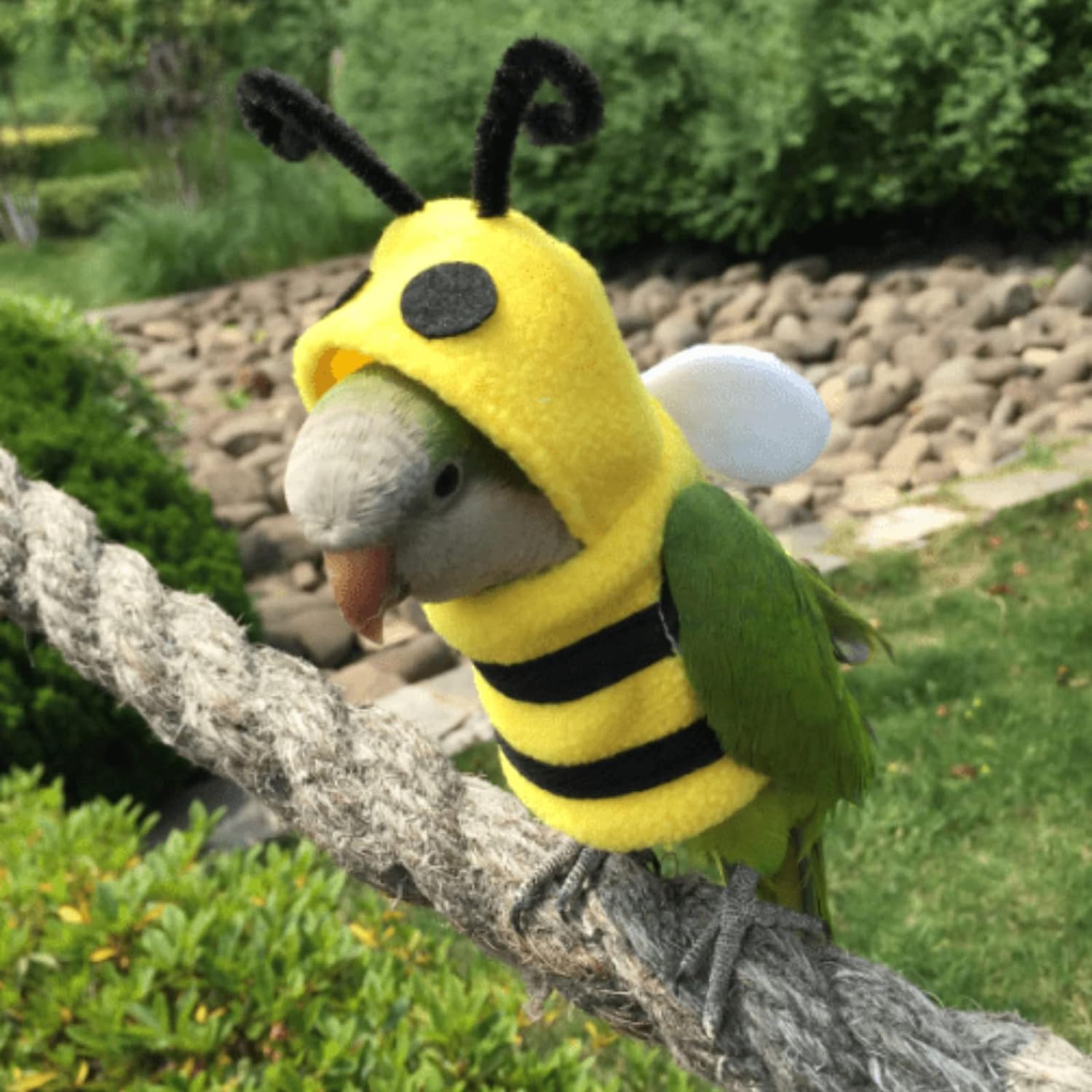 YANQIN Disfraz de pájaro, pañal, traje de vuelo, forma de abeja, sudadera con capucha, ropa para cosplay, foto para loros, periquitos, cacatúas, sol, ropa para animales pequeños (abeja con pañal, mediano), verde (BPF1) 