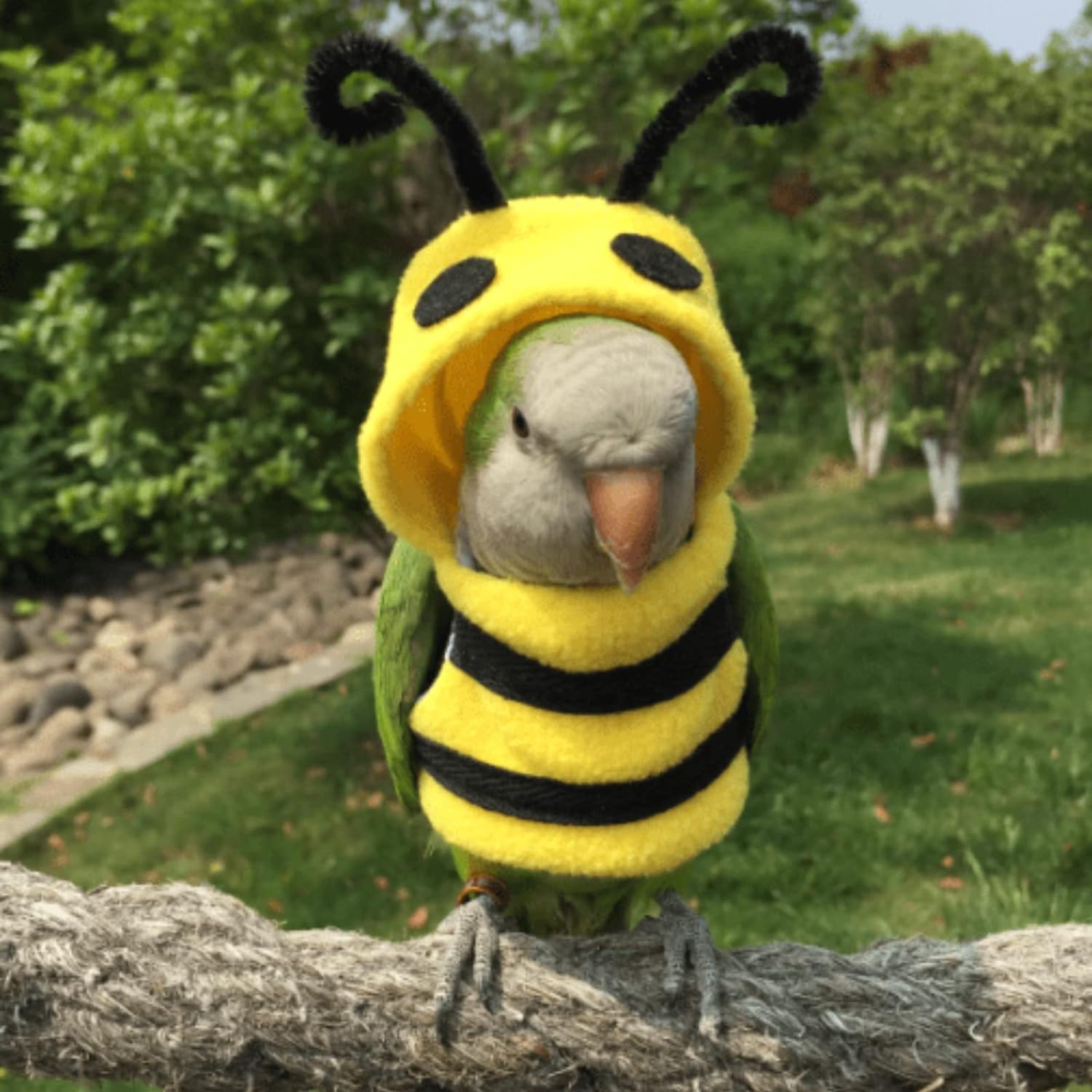 YANQIN Disfraz de pájaro, pañal, traje de vuelo, forma de abeja, sudadera con capucha, ropa para cosplay, foto para loros, periquitos, cacatúas, sol, ropa para animales pequeños (abeja con pañal, mediano), verde (BPF1) 