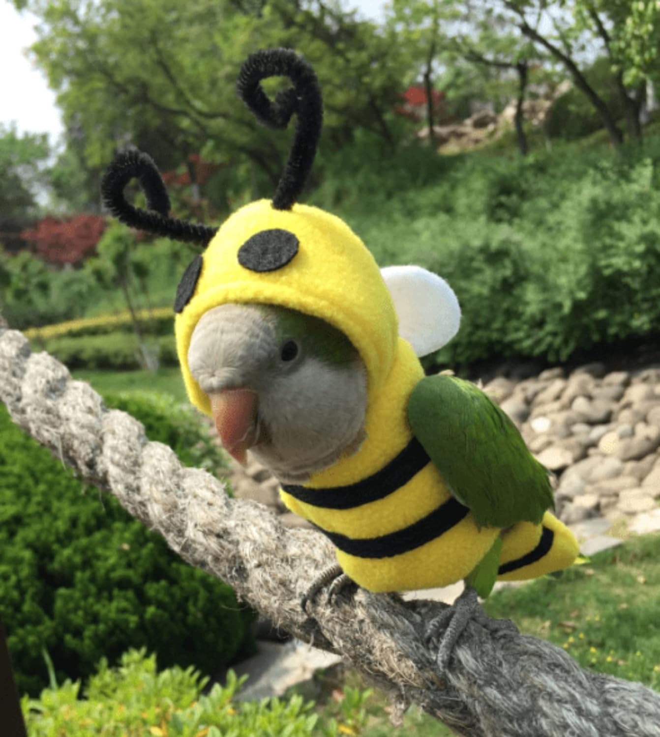 YANQIN Disfraz de pájaro, pañal, traje de vuelo, forma de abeja, sudadera con capucha, ropa para cosplay, foto para loros, periquitos, cacatúas, sol, ropa para animales pequeños (abeja con pañal, mediano), verde (BPF1) 