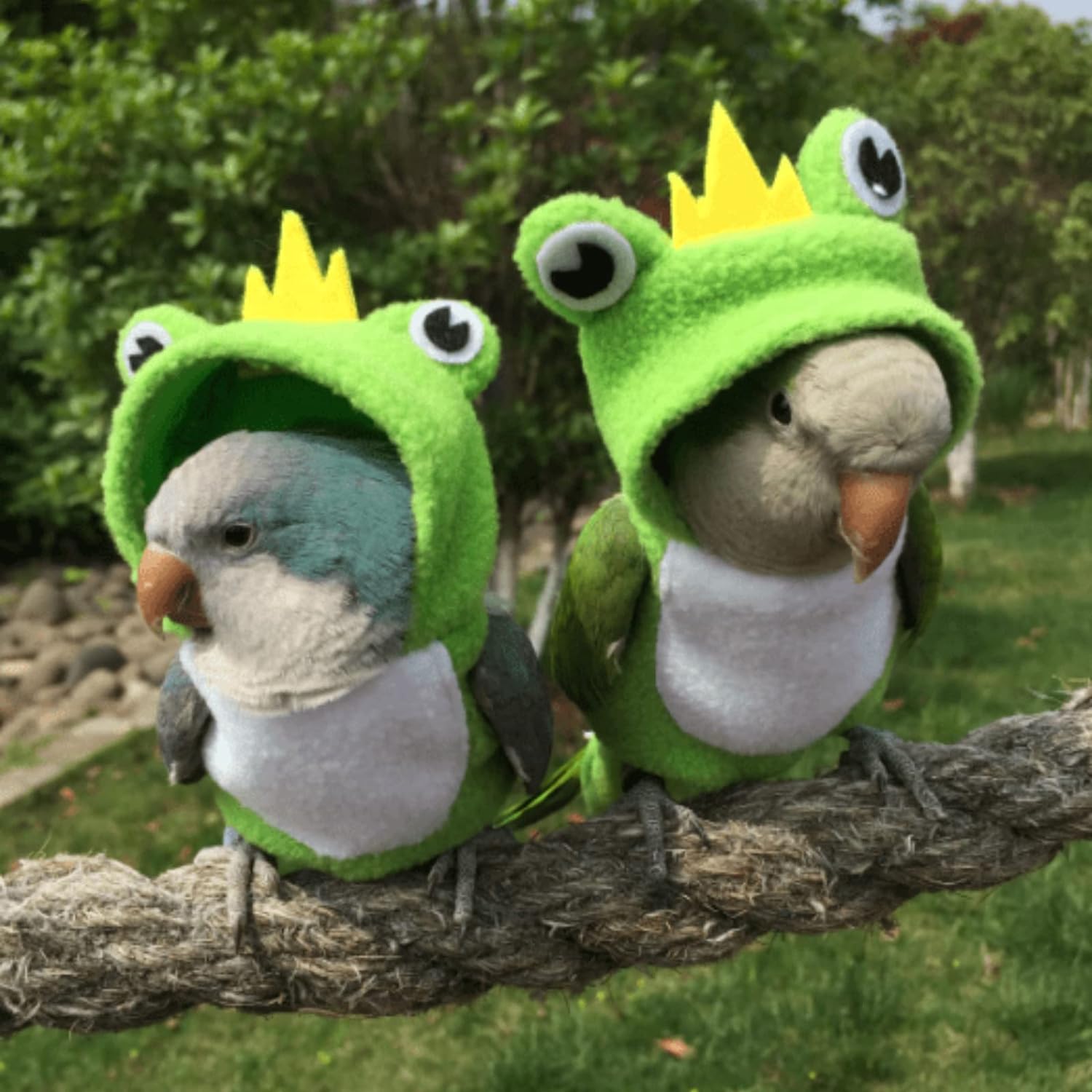 YANQIN Bird Costume Diaper Flight Suit Bee Shape Hoodie Clothes Cosplay Photo Prop for Parrots Parakeet Cockatiel Sun Conure, Small Animals Apparel (Bee with Diaper, Medium), Green (BPF1)