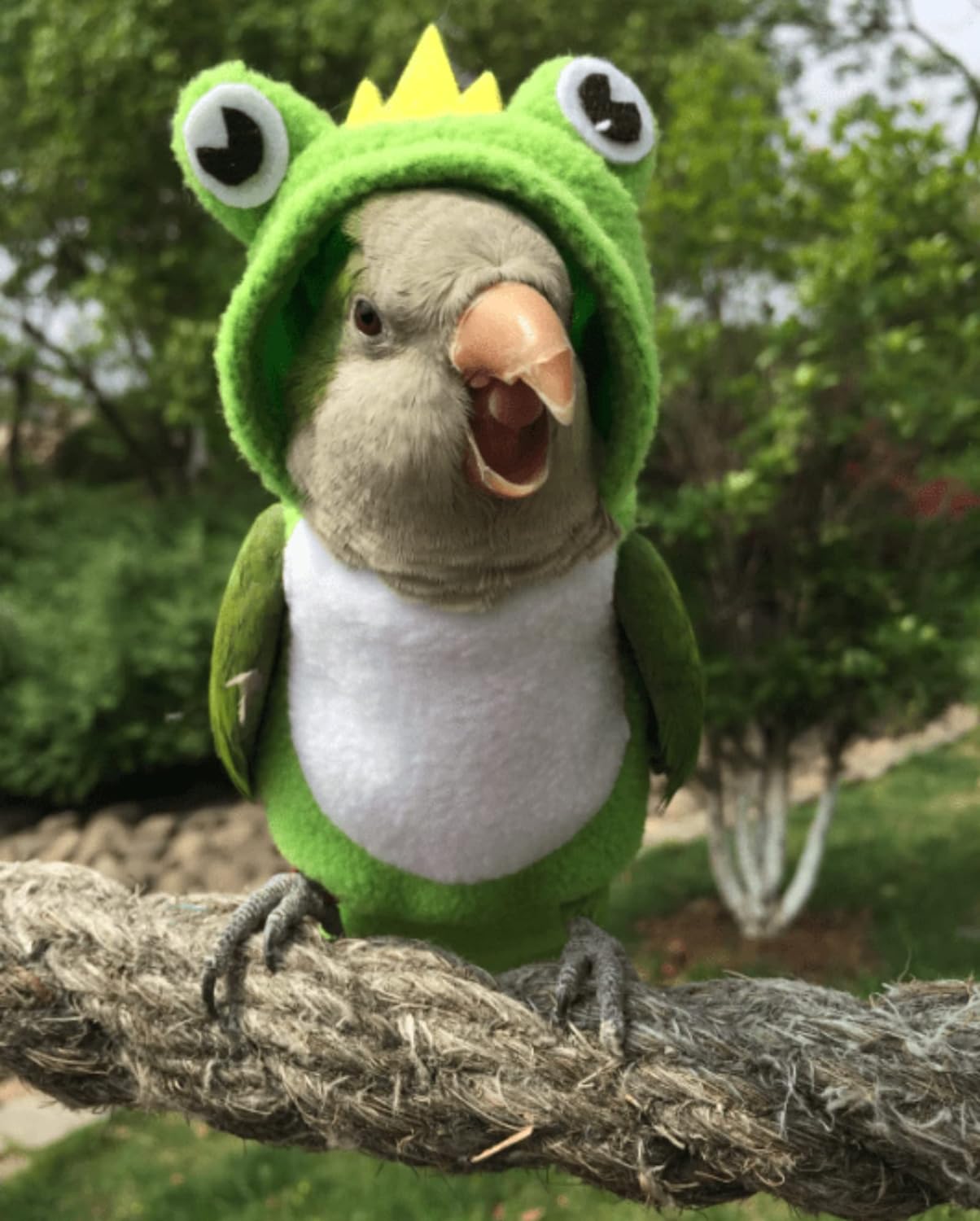 YANQIN Bird Costume Diaper Flight Suit Bee Shape Hoodie Clothes Cosplay Photo Prop for Parrots Parakeet Cockatiel Sun Conure, Small Animals Apparel (Bee with Diaper, Medium), Green (BPF1)