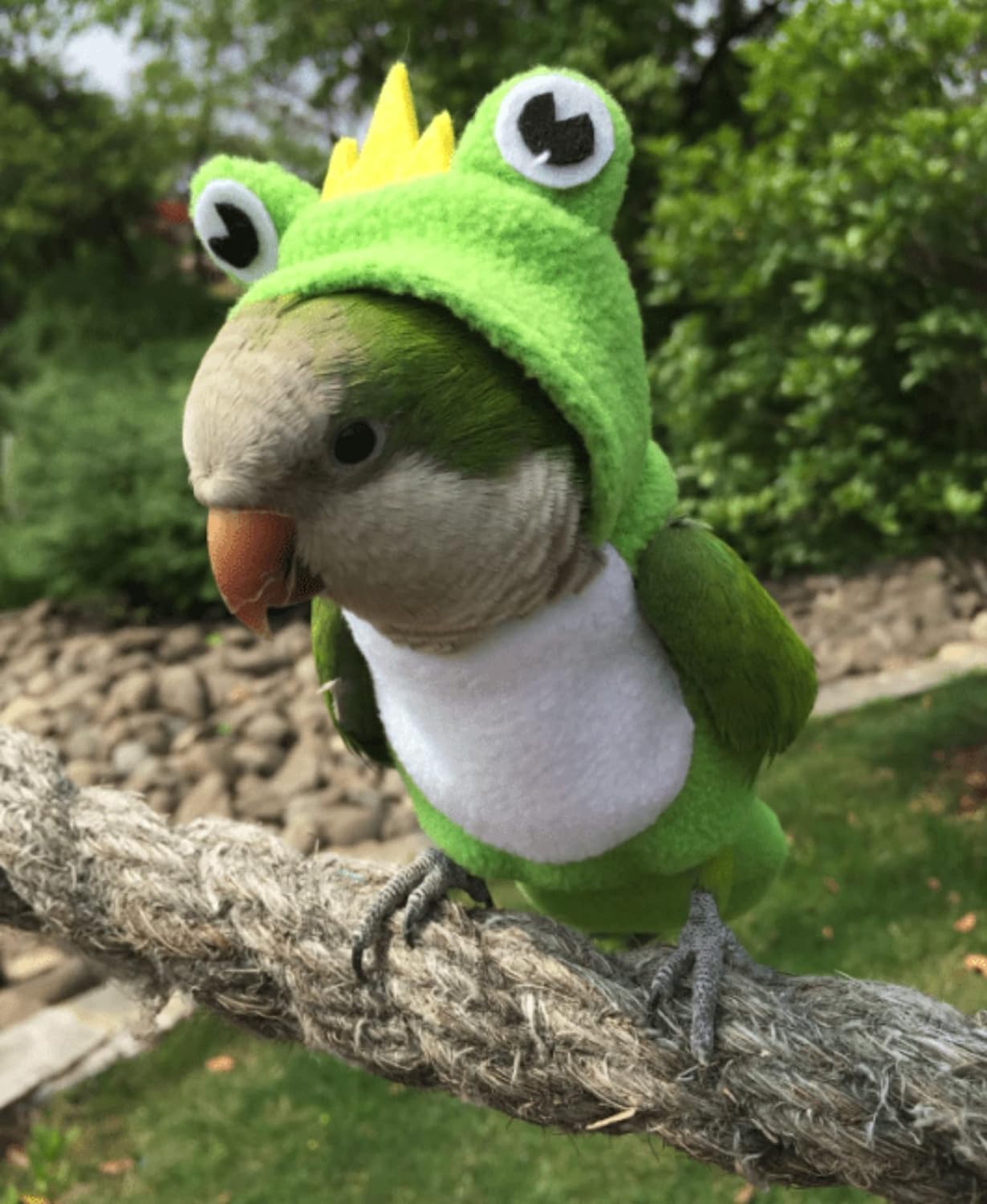 YANQIN Bird Costume Diaper Flight Suit Bee Shape Hoodie Clothes Cosplay Photo Prop for Parrots Parakeet Cockatiel Sun Conure, Small Animals Apparel (Bee with Diaper, Medium), Green (BPF1)